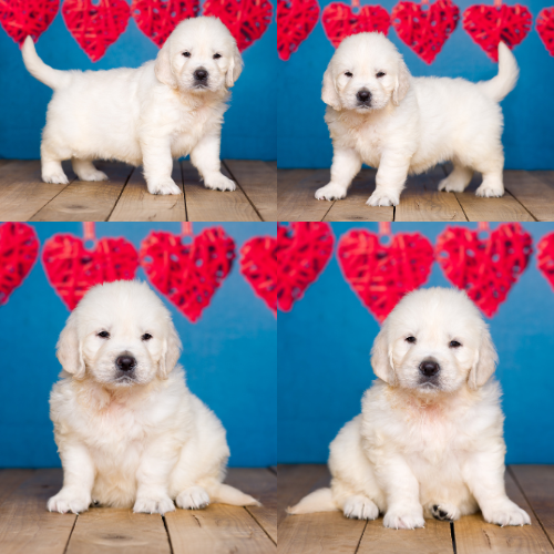 Bentley-by-Izum-and-Cotton-Candy eng,lish cream golden retriever puppy