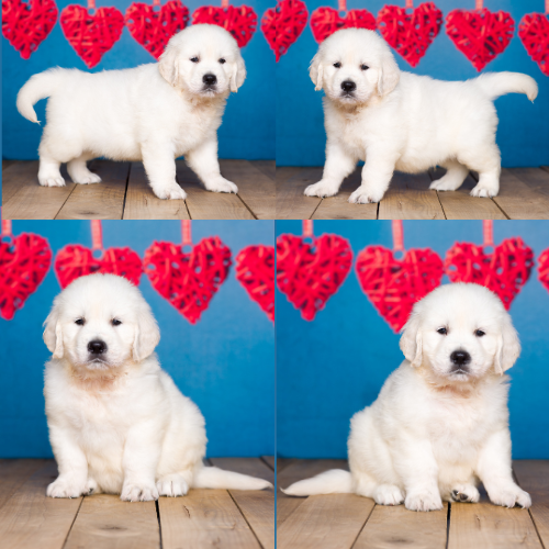 Charley-by-Izum-and-Cotton-Candy English cream golden retriever puppy