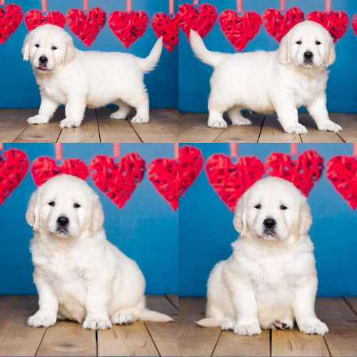 Duke-by-Izum-and-Cotton-Candy English cream golden retriever puppy
