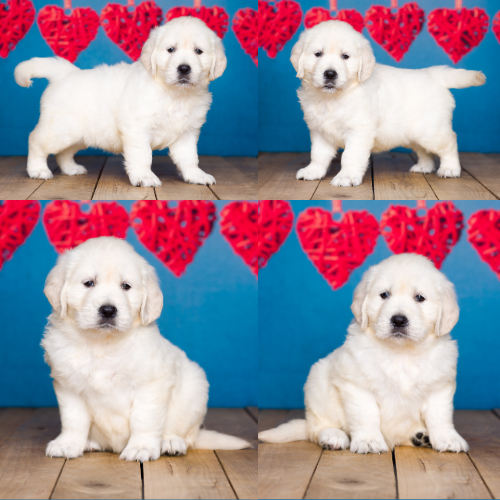Maggie-by-Izum-and-Cotton-Candy English cream golden retriever puppy