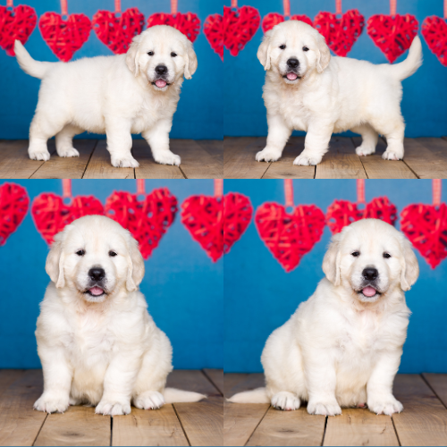 Rocky-by-Izum-and-Cotton-Candy English cream golden retriever puppy