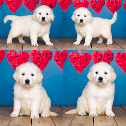 Sophia-by-Izum-and-Cotton-Candy English cream golden retriever puppy