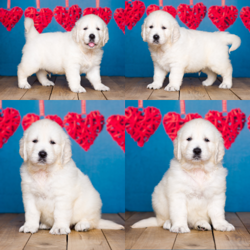 Toby-by-Izum-and-Cotton-Candy English cream golden retriever puppy