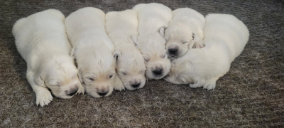 english-cream-golden-retriever-puppies-litter english cream golden retriever puppies