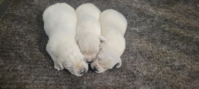 female-english-cream-golden-retriever-puppies-litter english cream golden retriever puppies