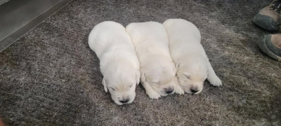 male-english-cream-golden-retriever-puppies-litter english cream golden retriever puppies