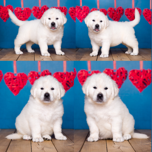 english cream golden retriever puppy – connie Connie