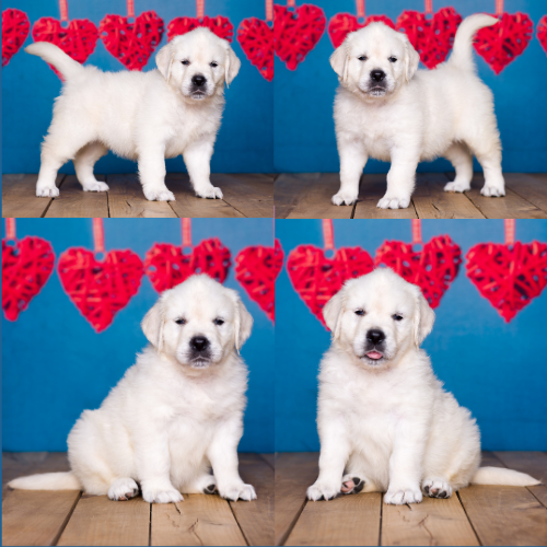 english cream golden retriever puppy – mabel Mabel