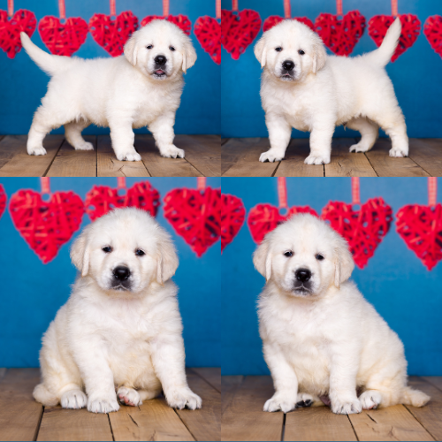 english cream golden retriever puppy – milo Milo