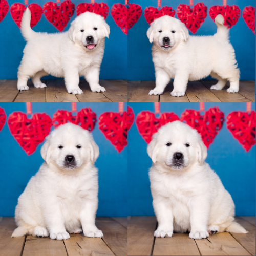 english cream golden retriever puppy – shirley Shirley