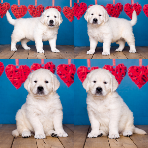 english cream golden retriever puppy – tucker Tucker